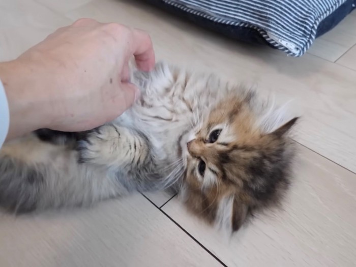 へそ天した子猫