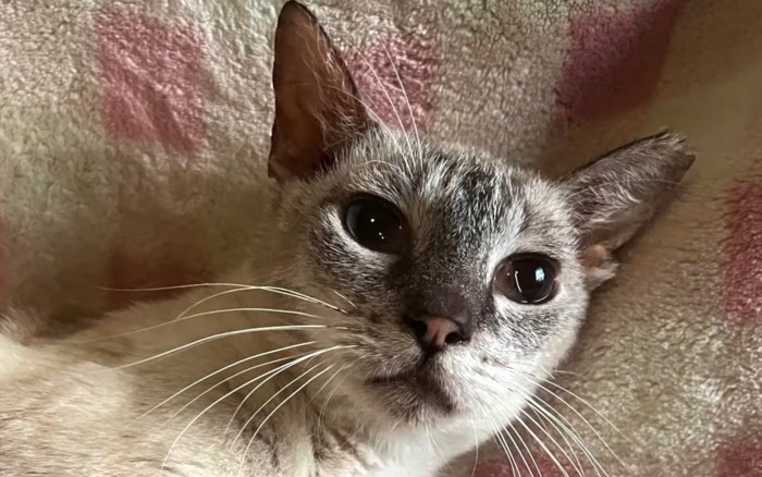 シャム猫の顔アップ