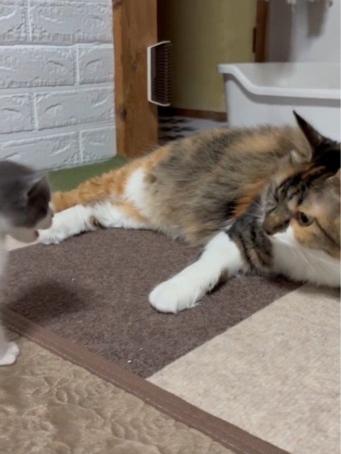 成猫に近づく子猫