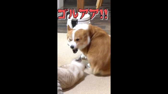ゴルアア！！