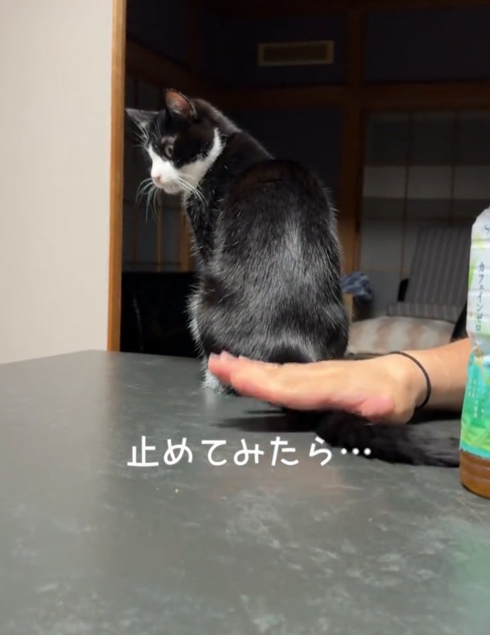 しっぽを振る猫