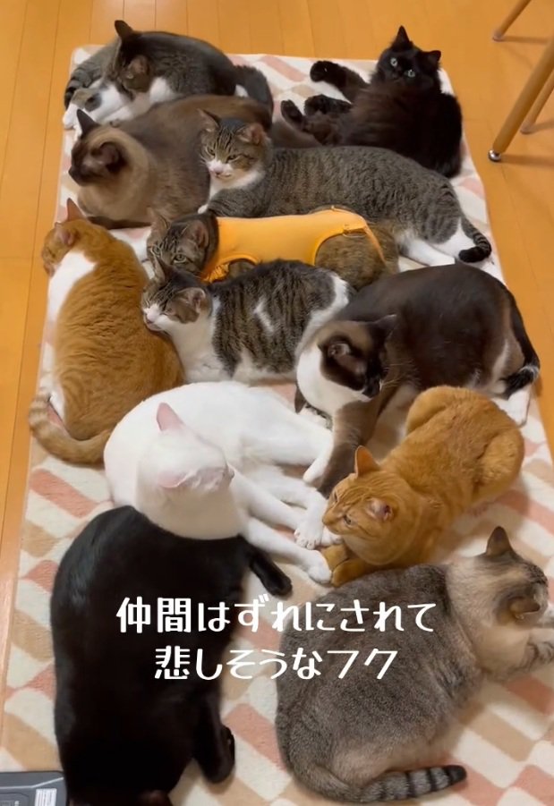 ホットカーペットに座る猫ちゃんたち