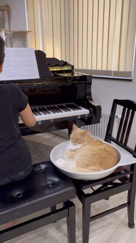 ピアノを弾く家族の隣に横になるクリーム色の猫