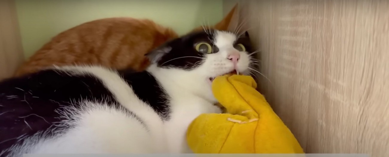 人の手を噛む猫と隠れる猫%%手袋越しに人の手をガブリ