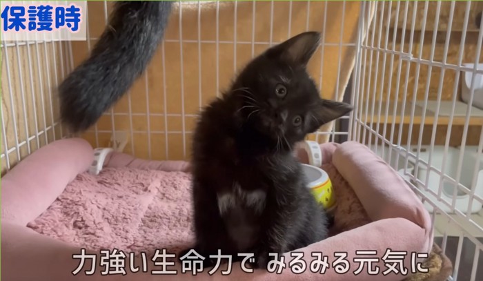 ケージの中で首をかしげる子猫