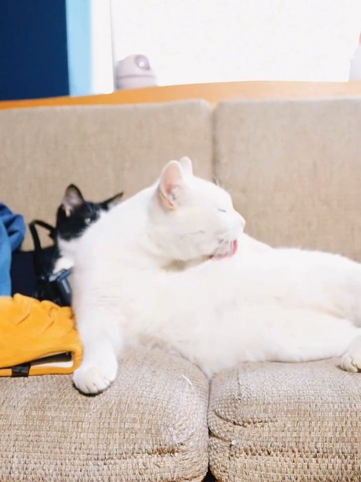 毛づくろいする猫