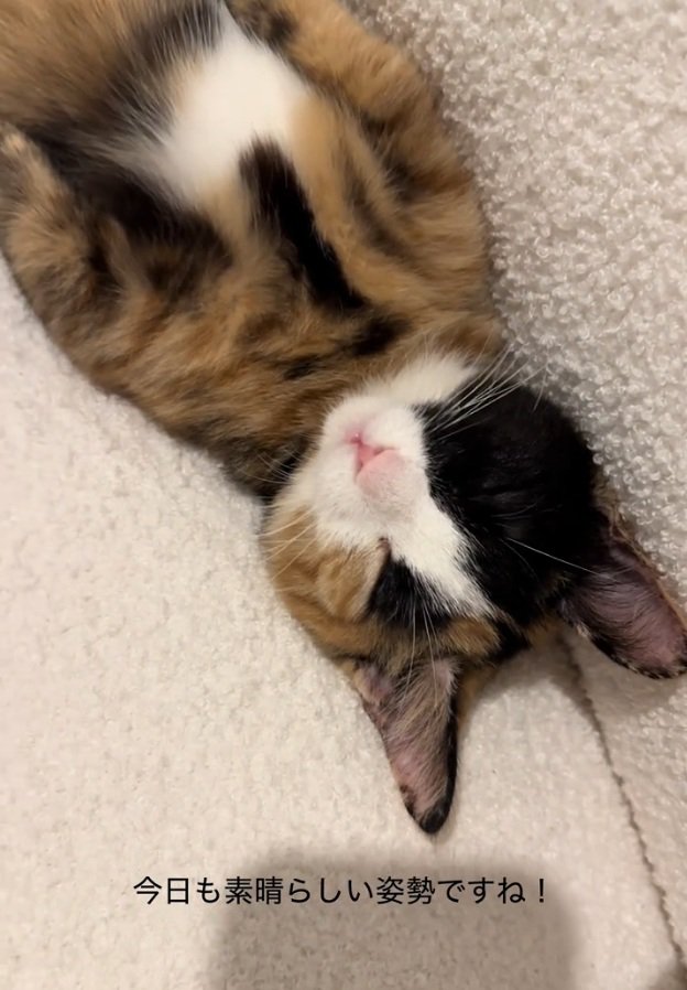 眠っているラニちゃん