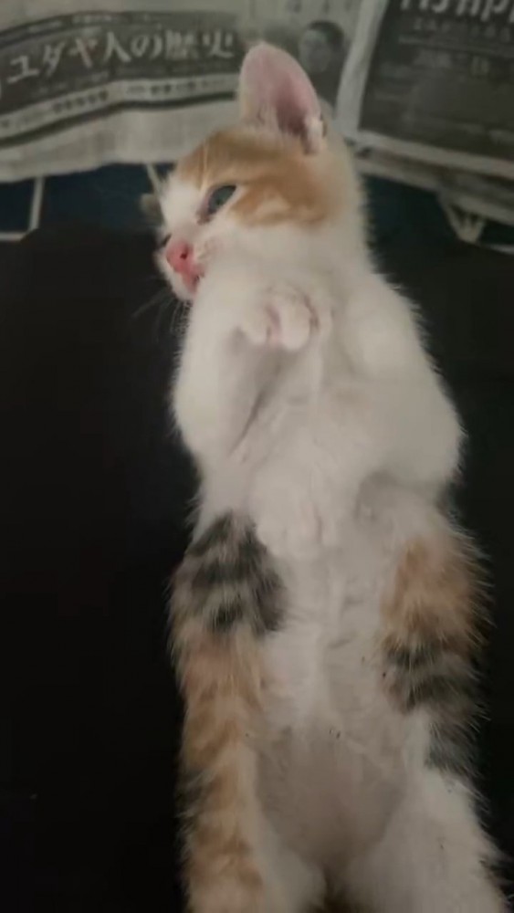 後ろに頭が下がっていく子猫