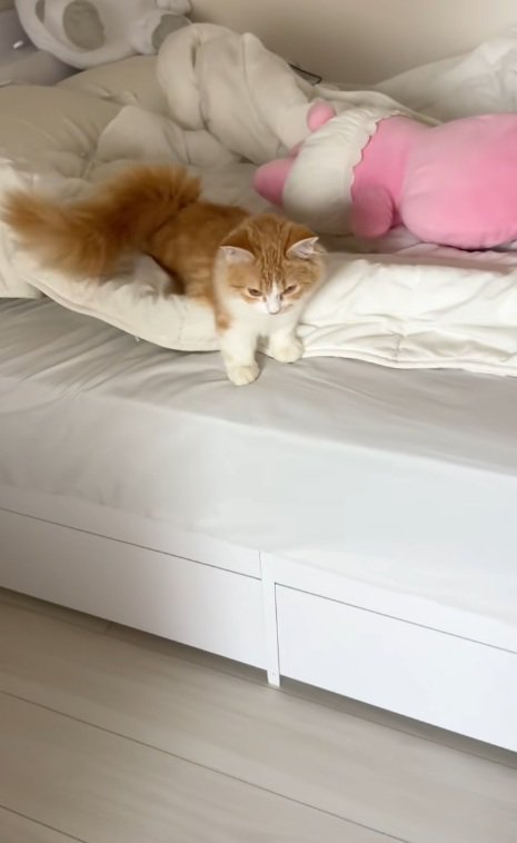 ベッドの上を歩いているマンチカン