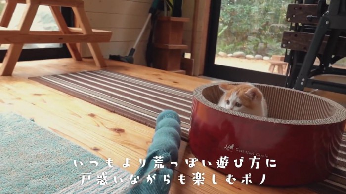 隠れる子猫