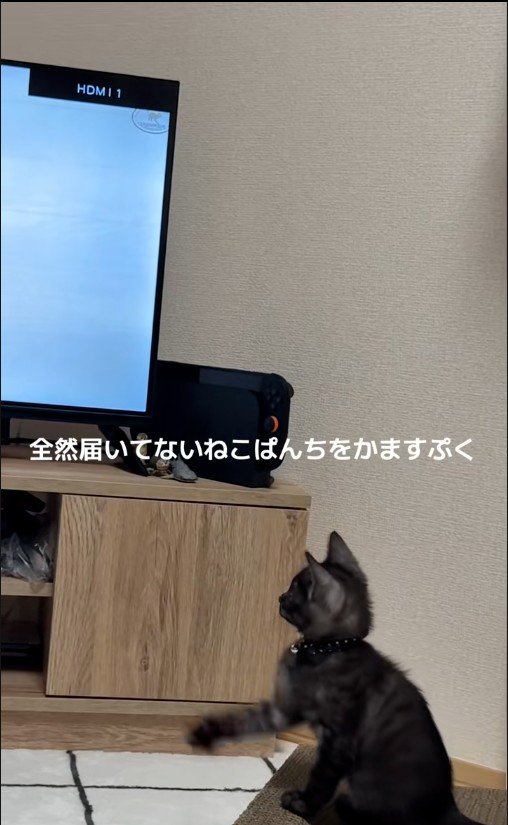 テレビを見ている子猫