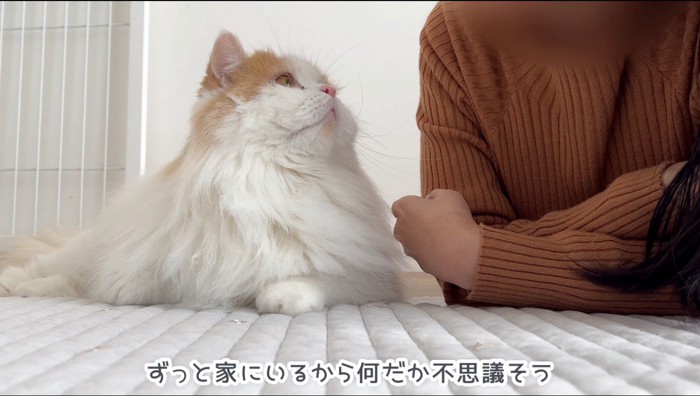 一緒に寝そべっている飼い主を見上げる猫