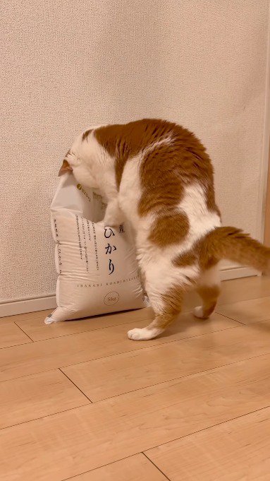 米袋にのしかかる猫
