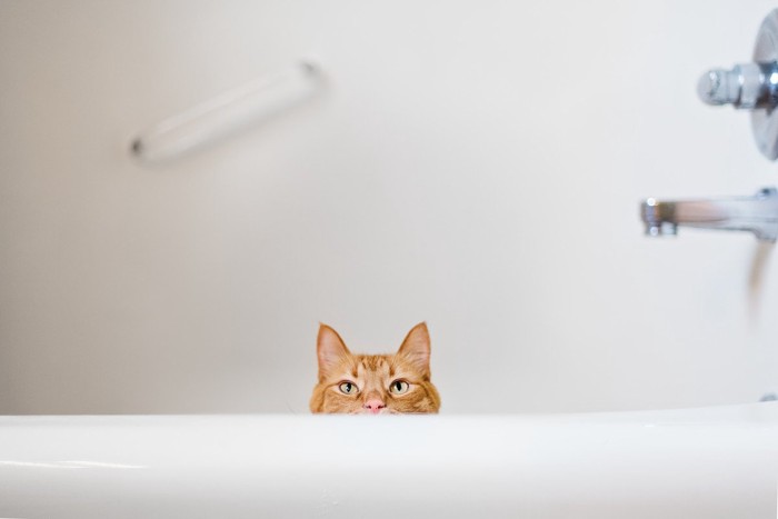 浴槽から顔を覗かせる茶トラ猫