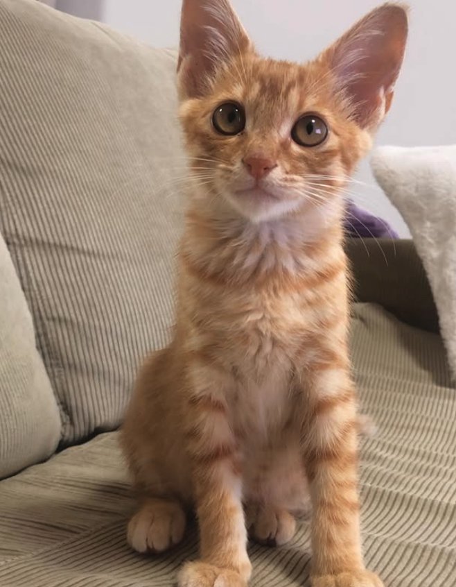 ソファの上でお座りをしているカメラ目線の子猫