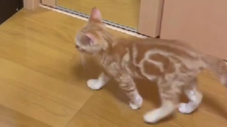 室内を歩いている猫