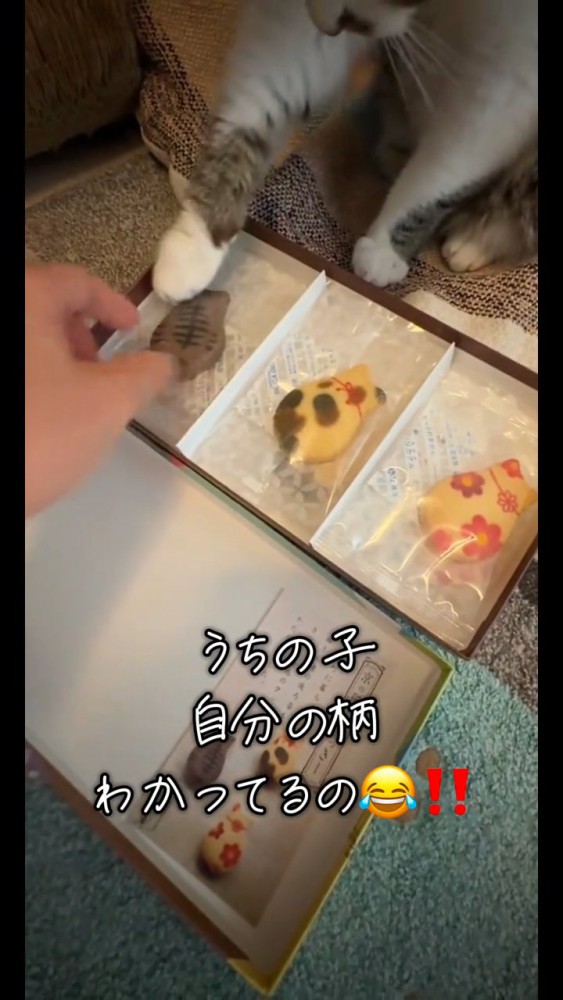 クッキーを触る猫の足