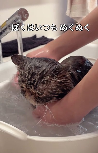 お風呂に入れられているブラウンクラシックタビー