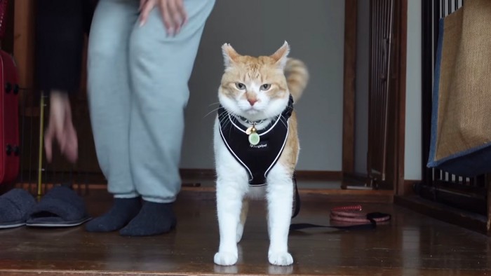 ハーネスをつけた猫