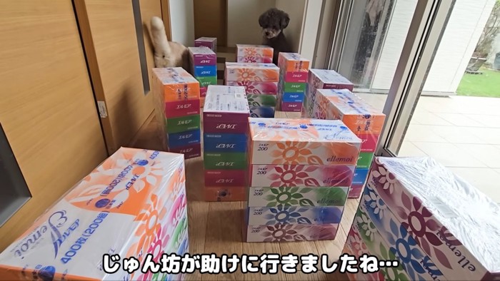 きゅうちゃんを助けに行くじゅんちゃん