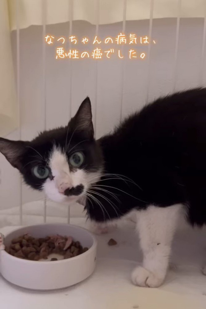 振り向く猫