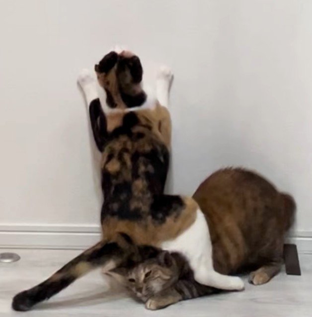 キジ猫の頭をまたぐ三毛猫