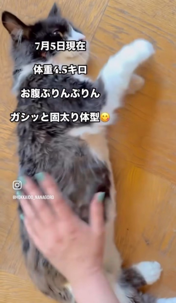 横になっている猫を撫でる人の手