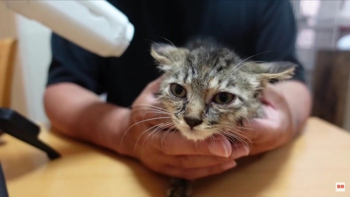 カメラ目線の猫