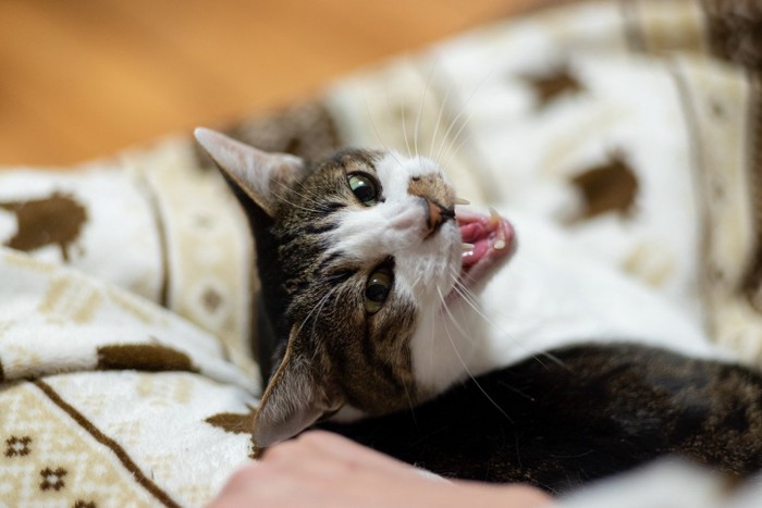 牙をむく猫