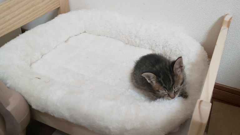 ベッドにいる子猫