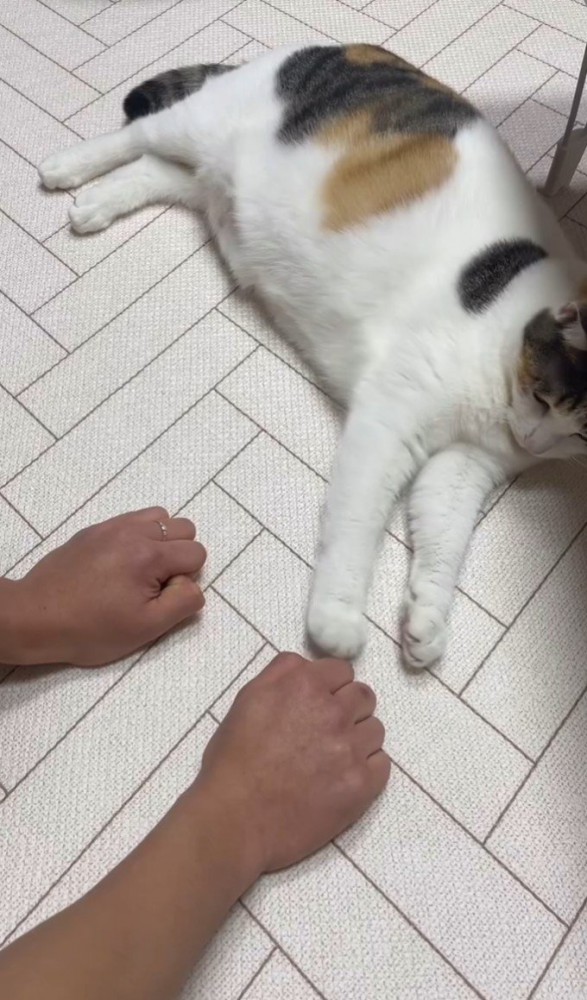 右手にちょいちょいする猫
