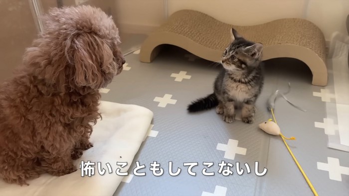 向かい合う犬と猫