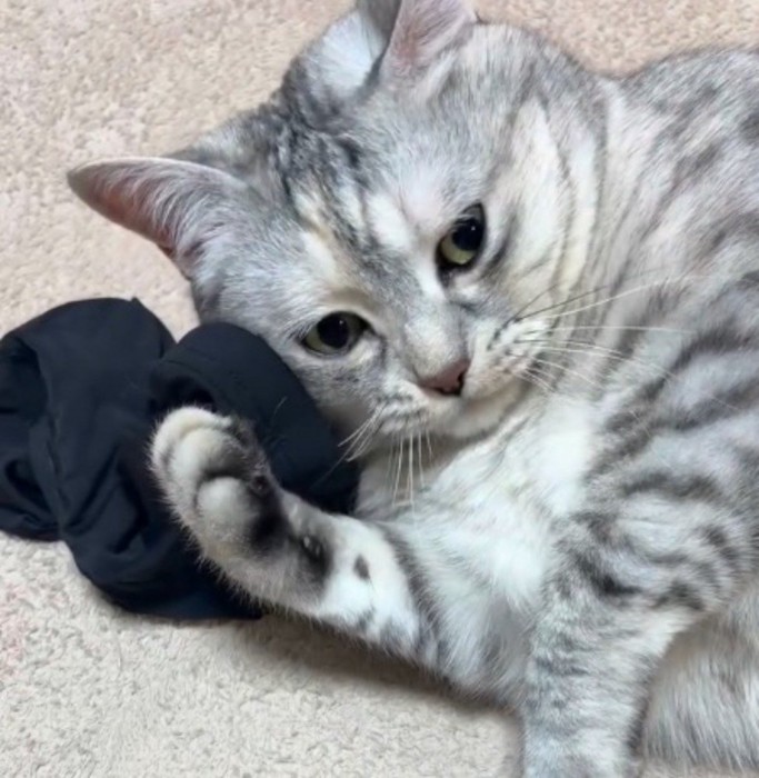 アームカバーに顔を近づける猫