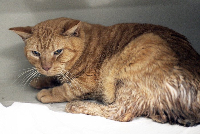 不機嫌そうな茶トラ猫