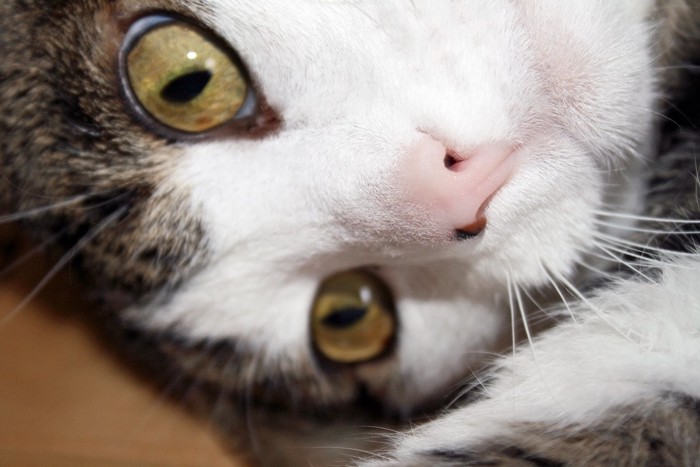 鼻に黒い模様がある猫