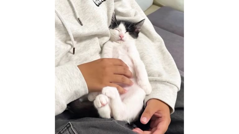 男性と寝ている猫