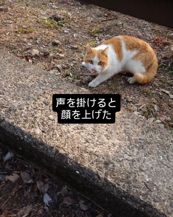 顔をあげる猫