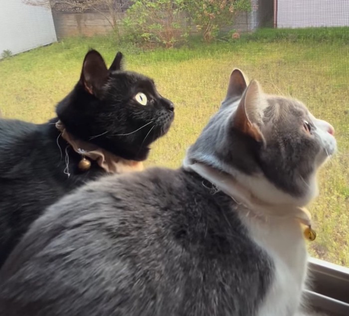 口を鳴らす猫