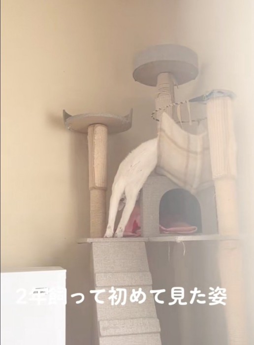 逆さまで見つめてくる猫