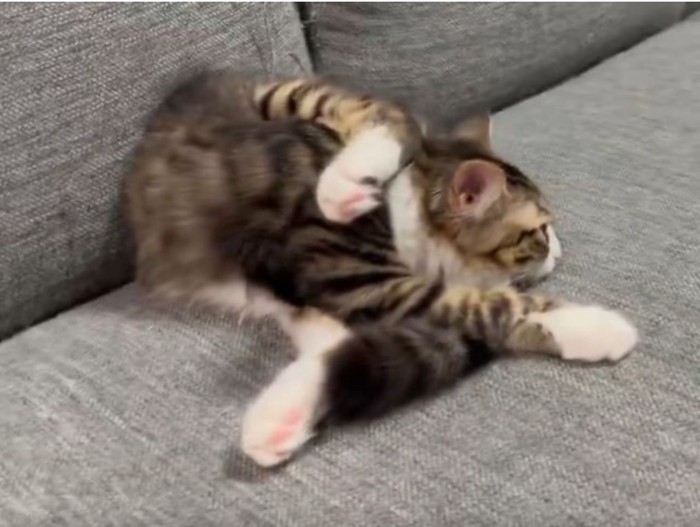ソファでまどろむ子猫