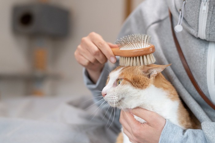ブラッシングされる猫