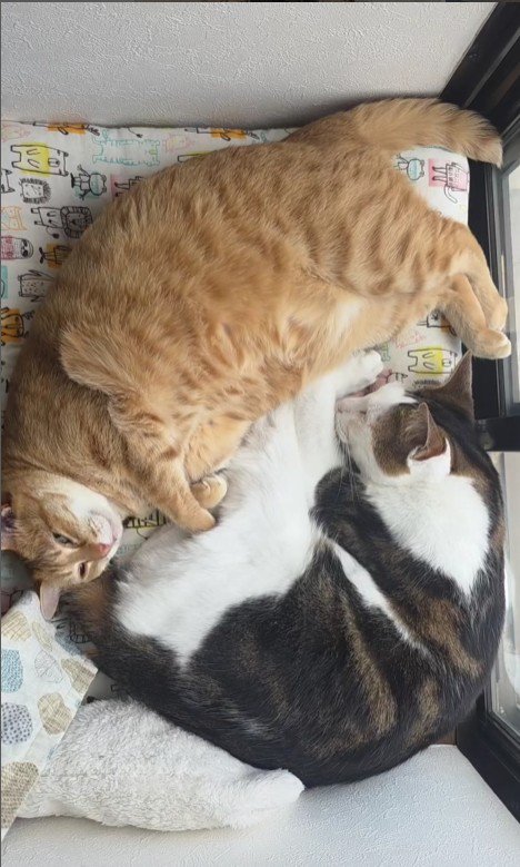 赤ちゃんと2匹の猫