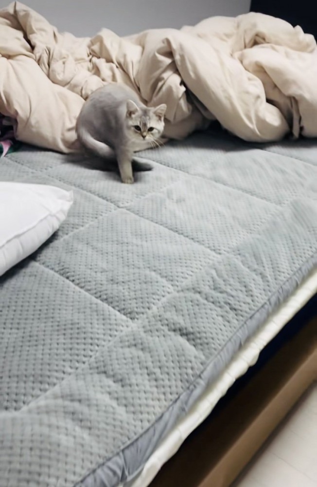 ベッドの上で立ち上がる子猫