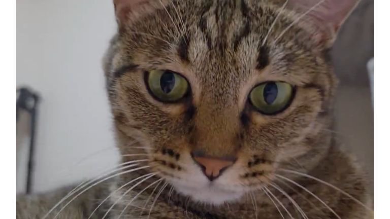 室内にいる猫