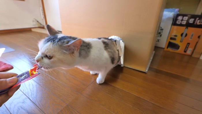 おやつを食べるネコ吉ちゃん