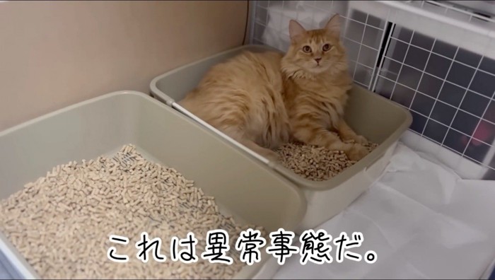 うずくまる猫をそばで見守る飼い主