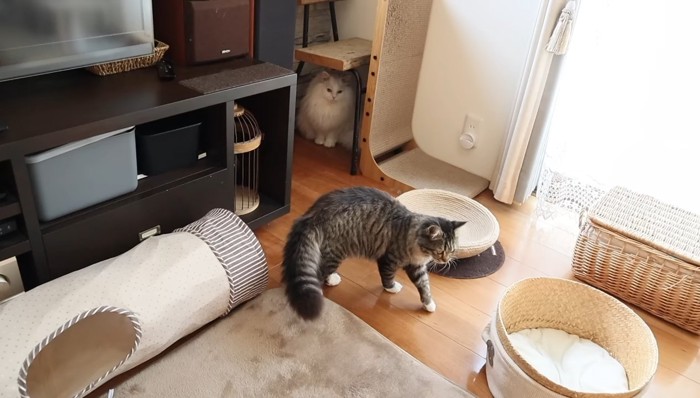 壁の向こうにいるシロちゃん