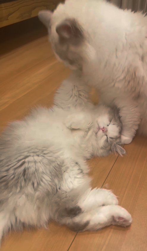 寝ている猫の毛づくろいをしている猫