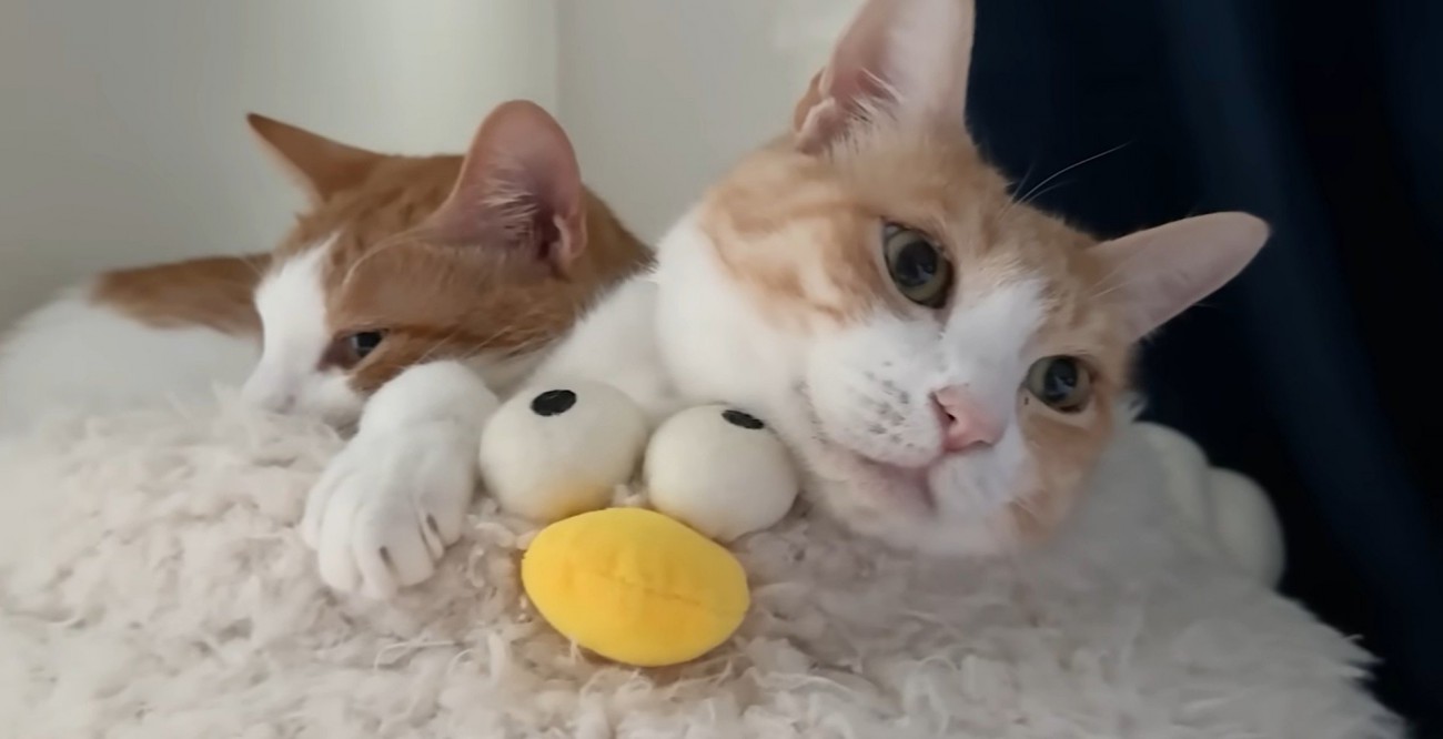 ベッドの上で寝ている二匹の猫