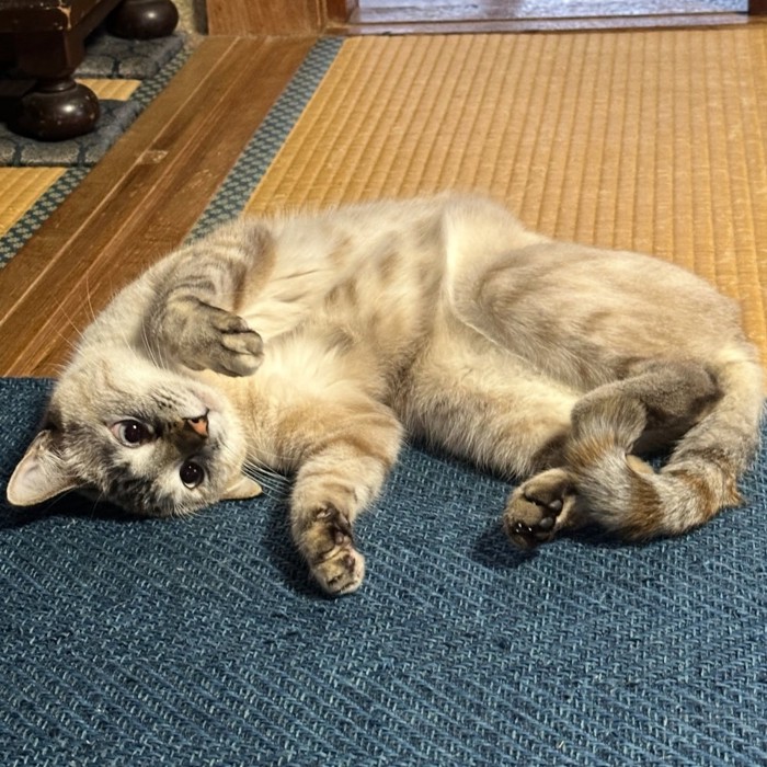 寝転がっている猫